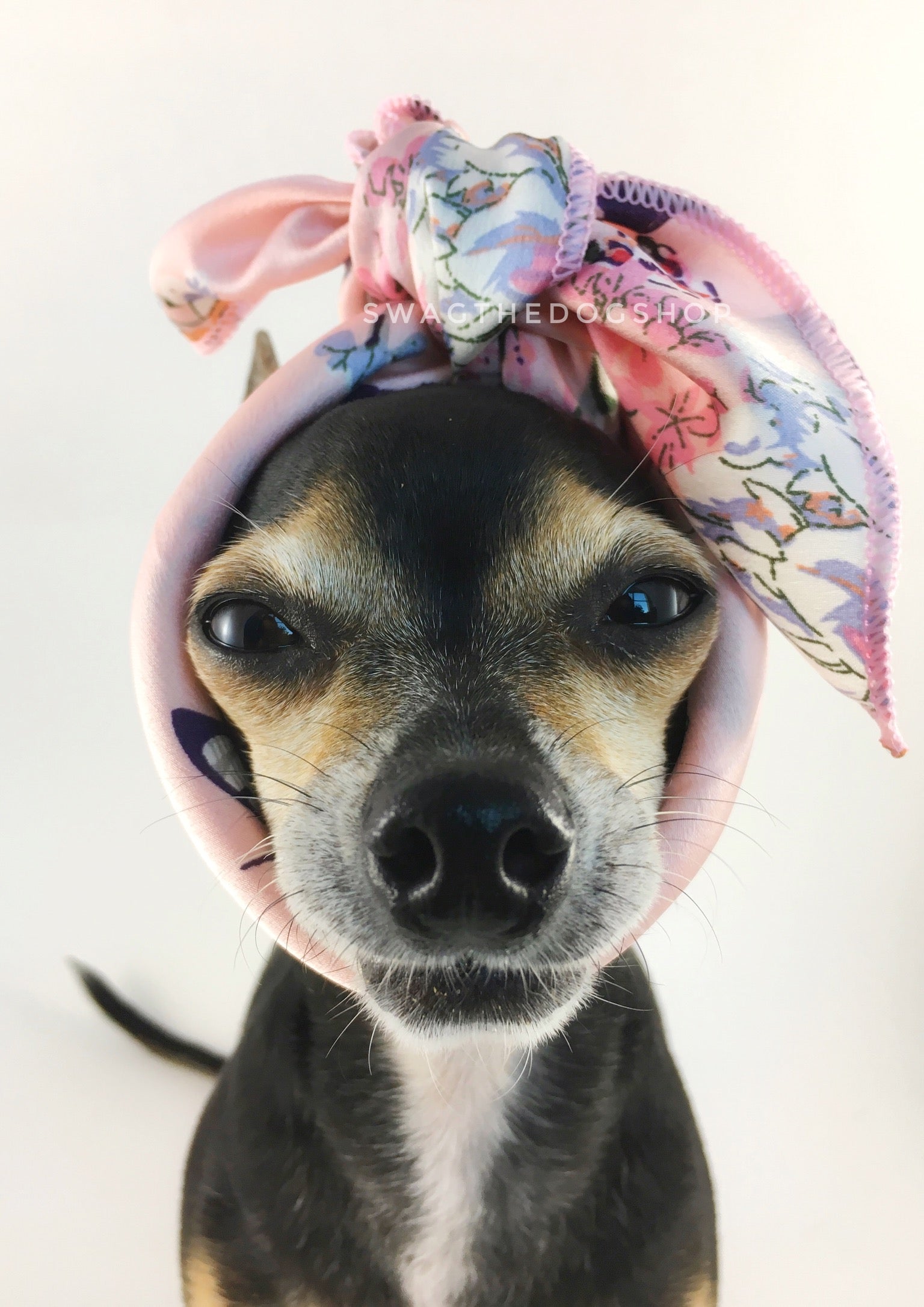 Pink Wild Flower Swagdana Scarf - Bust of Cute Chihuahua Wearing Swagdana Scarf as Headband. Dog Bandana. Dog Scarf.
