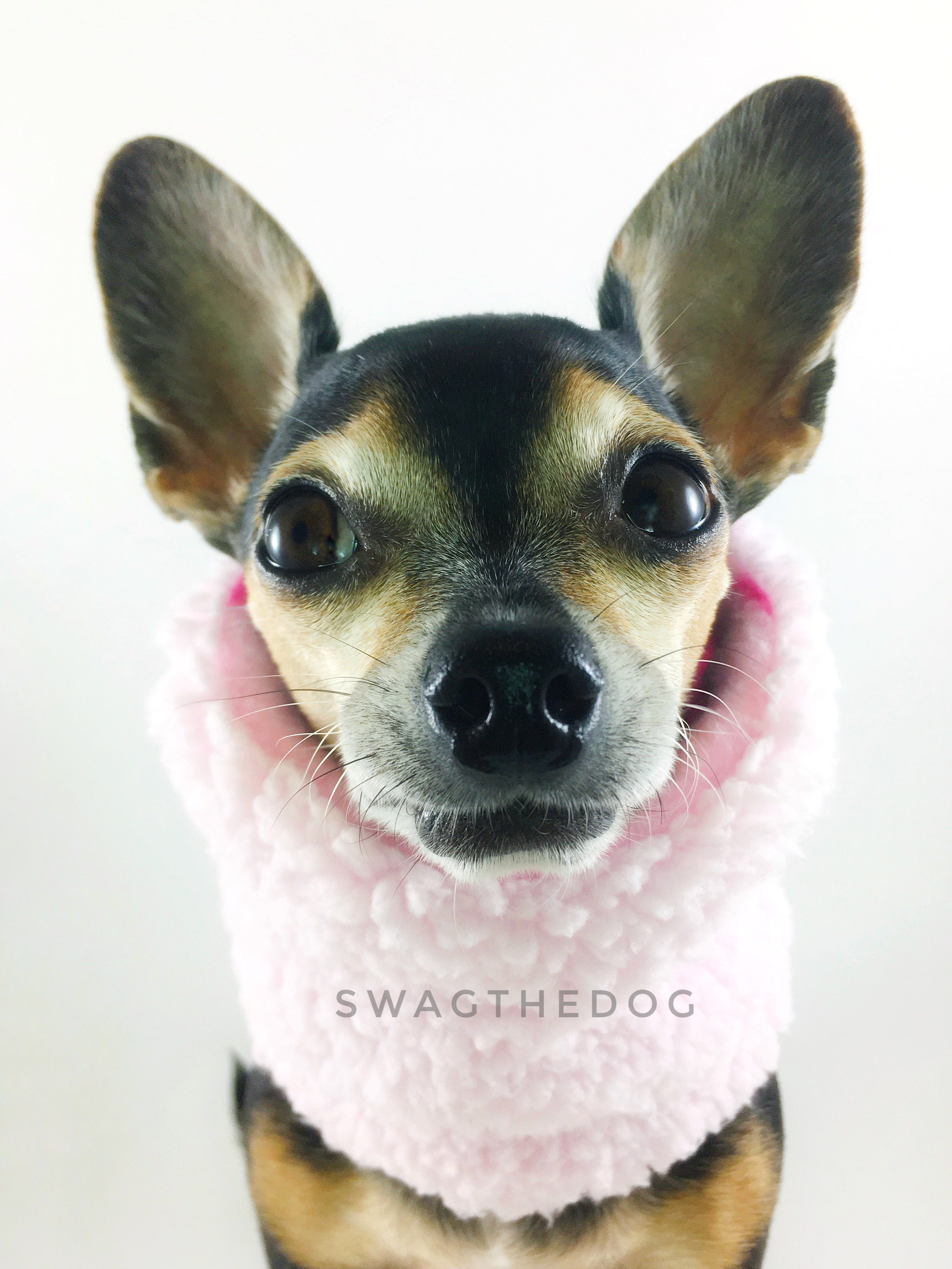 Red Holiday Swagsnood - Close-up view of Hugo, Cute Chihuahua Dog wearing pink sherpa side