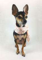Lorenzo Llama Soft Pink Swagdana Scarf - Full Front View of Cute Chihuahua Wearing Swagdana Scarf as Neckerchief. Dog Bandana. Dog Scarf.