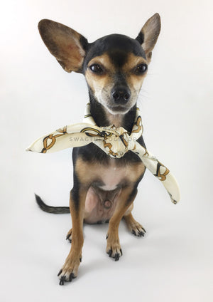 24K Vanilla Gold Swagdana Scarf - Full Front View of Cute Chihuahua Wearing Swagdana Scarf as Neck Scarf. Dog Bandana. Dog Scarf