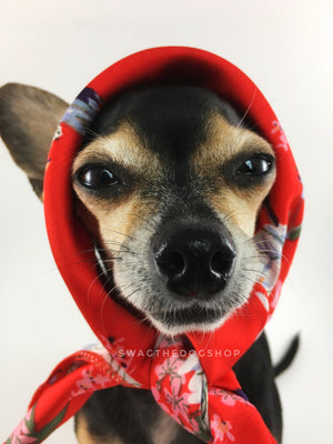 Red Wild Flowers Swagdana Scarf - Bust of Cute Chihuahua Wearing Swagdana Scarf as Headscarf. Dog Bandana. Dog Scarf.
