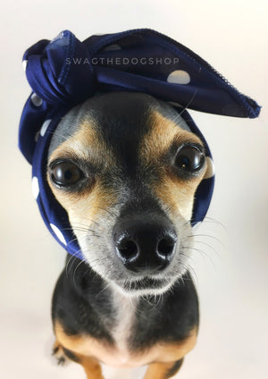 Polka Dot Navy Swagdana Scarf - Bust of Cute Chihuahua Wearing Swagdana Scarf as Headband. Dog Bandana. Dog Scarf.