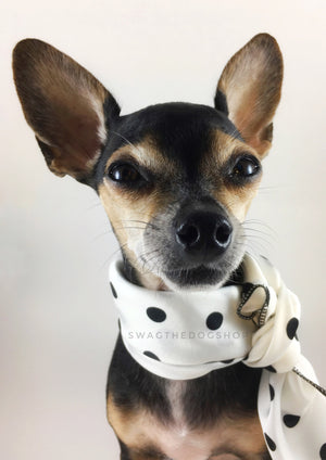 Polka Dot White Swagdana Scarf - Bust of Cute Chihuahua Wearing Swagdana Scarf as Neckerchief. Dog Bandana. Dog Scarf.