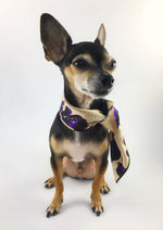 Fierce Beige with Purple Swagdana Scarf - Full Frontal View of Cute Chihuahua Wearing Swagdana Scarf as Neckerchief. Dog Bandana. Dog Scarf