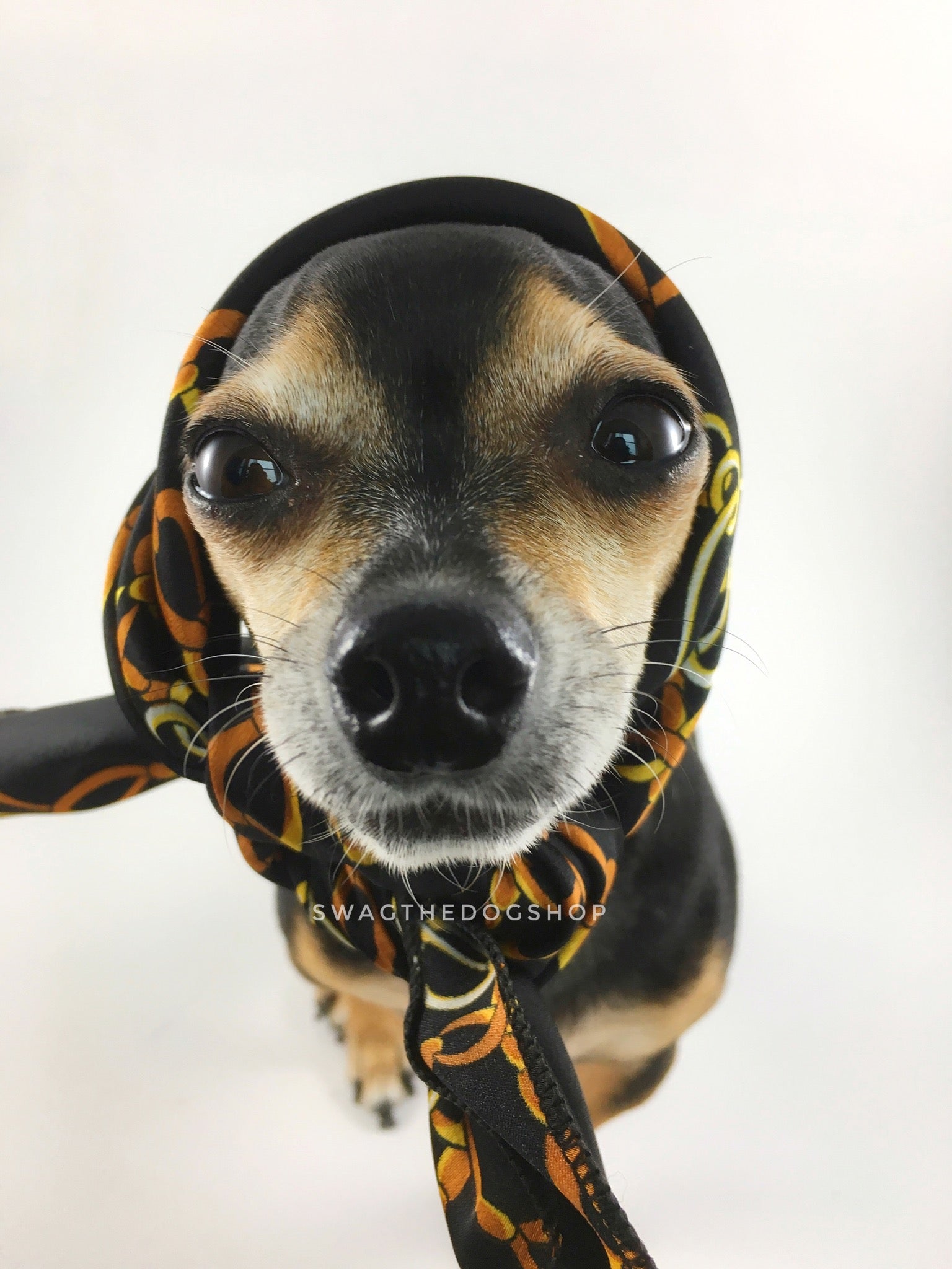 24K Black Gold Swagdana Scarf - Bust of Cute Chihuahua Wearing Swagdana Scarf as Headscarf. Dog Bandana. Dog Scarf