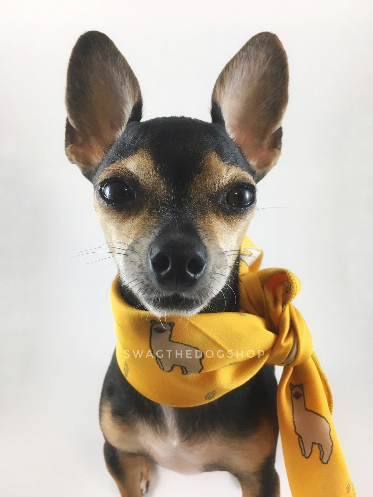 Lorenzo Llama Yellow Swagdana Scarf - Bust of Cute Chihuahua Wearing Swagdana Scarf as Neckerchief. Dog Bandana. Dog Scarf.