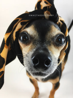Leopard Ivory Cream Swagdana Scarf - Bust of Cute Chihuahua Wearing Swagdana Scarf as Headband. Dog Bandana. Dog Scarf.