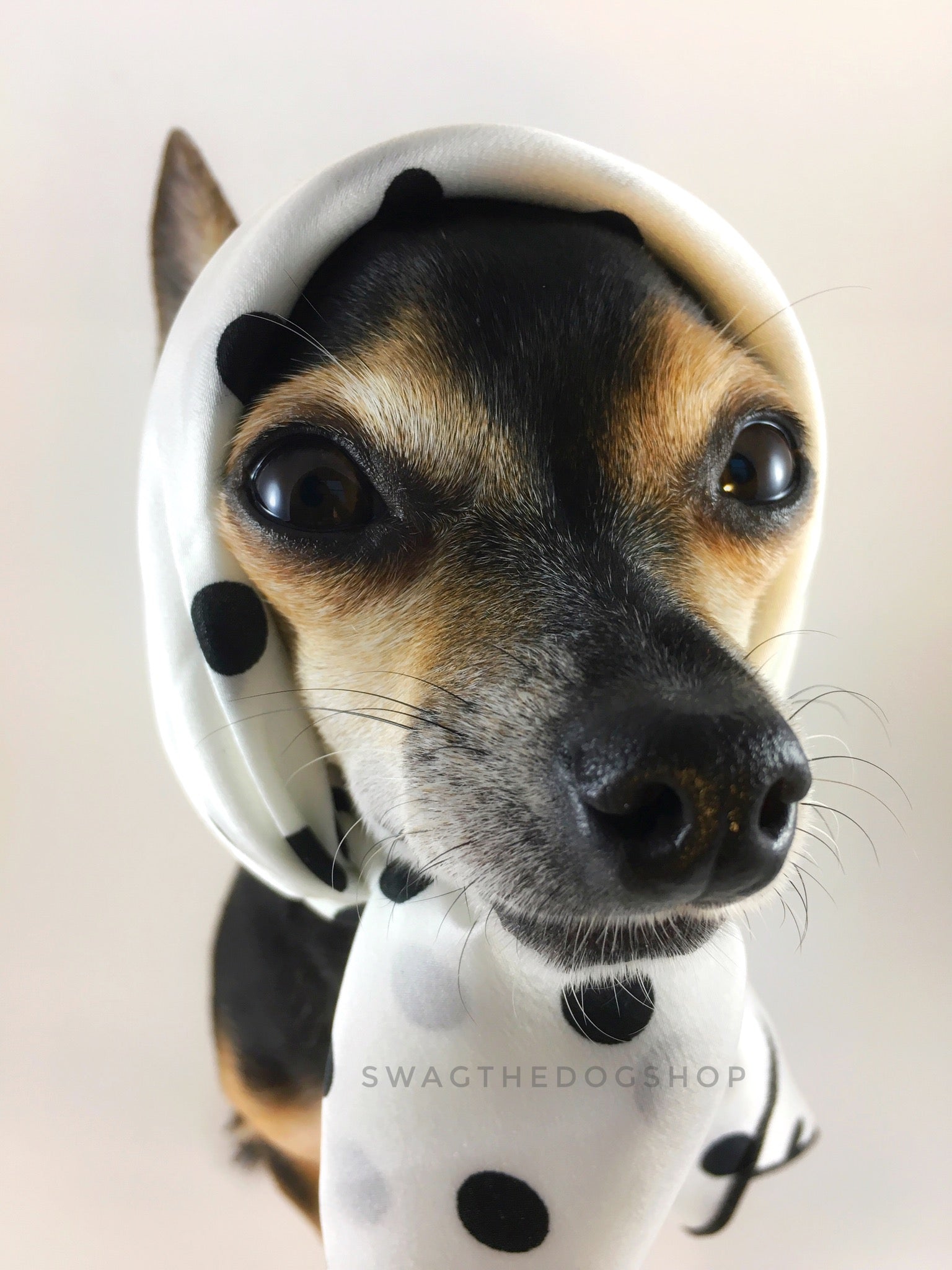 Polka Dot White Swagdana Scarf - Bust of Cute Chihuahua Wearing Swagdana Scarf as Headscarf. Dog Bandana. Dog Scarf.
