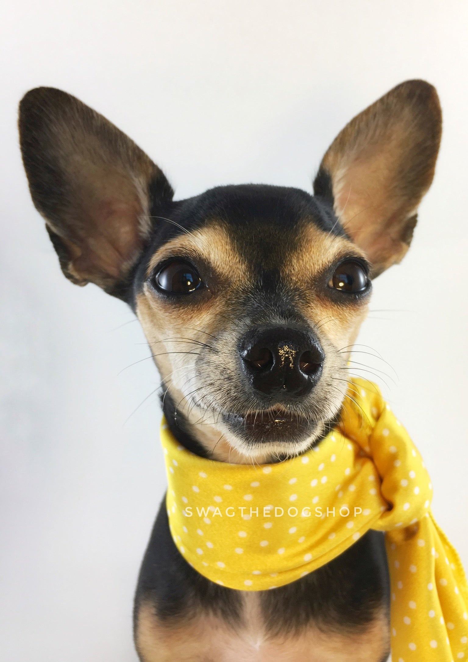 Polka Itty Bitty Sunny Yellow Swagdana Scarf - Bust of Cute Chihuahua Wearing Swagdana Scarf as Neckerchief. Dog Bandana. Dog Scarf.