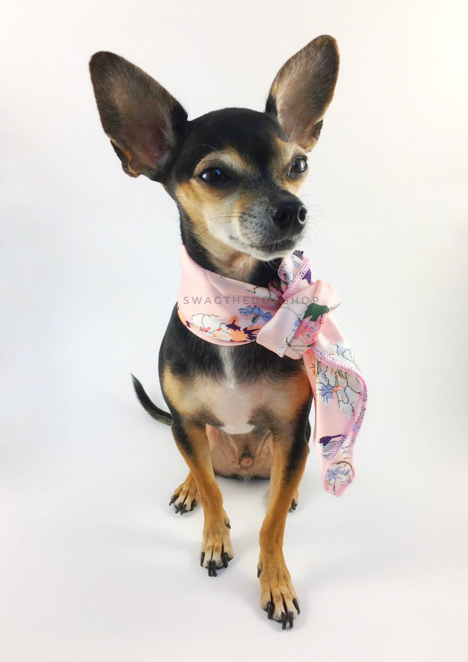 Pink Wild Flower Swagdana Scarf - Full Front View of Cute Chihuahua Wearing Swagdana Scarf as Neckerchief. Dog Bandana. Dog Scarf.