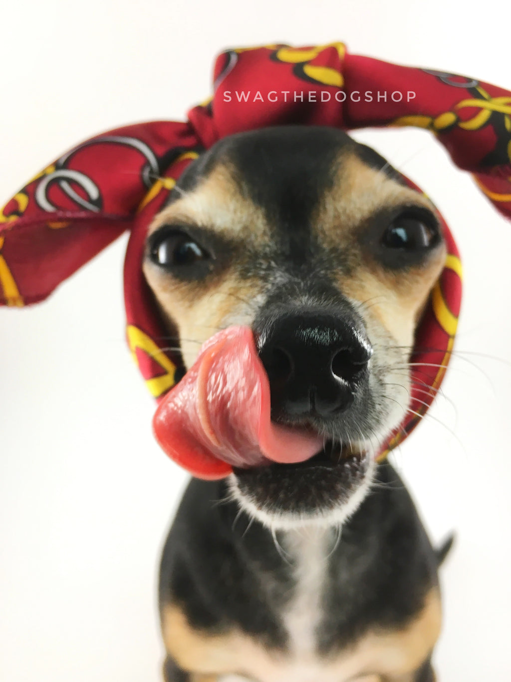 24K Burgundy Gold Swagdana Scarf - Bust of Cute Chihuahua sticking his tongue out & Wearing Swagdana Scarf as Headband. Dog Bandana. Dog Scarf