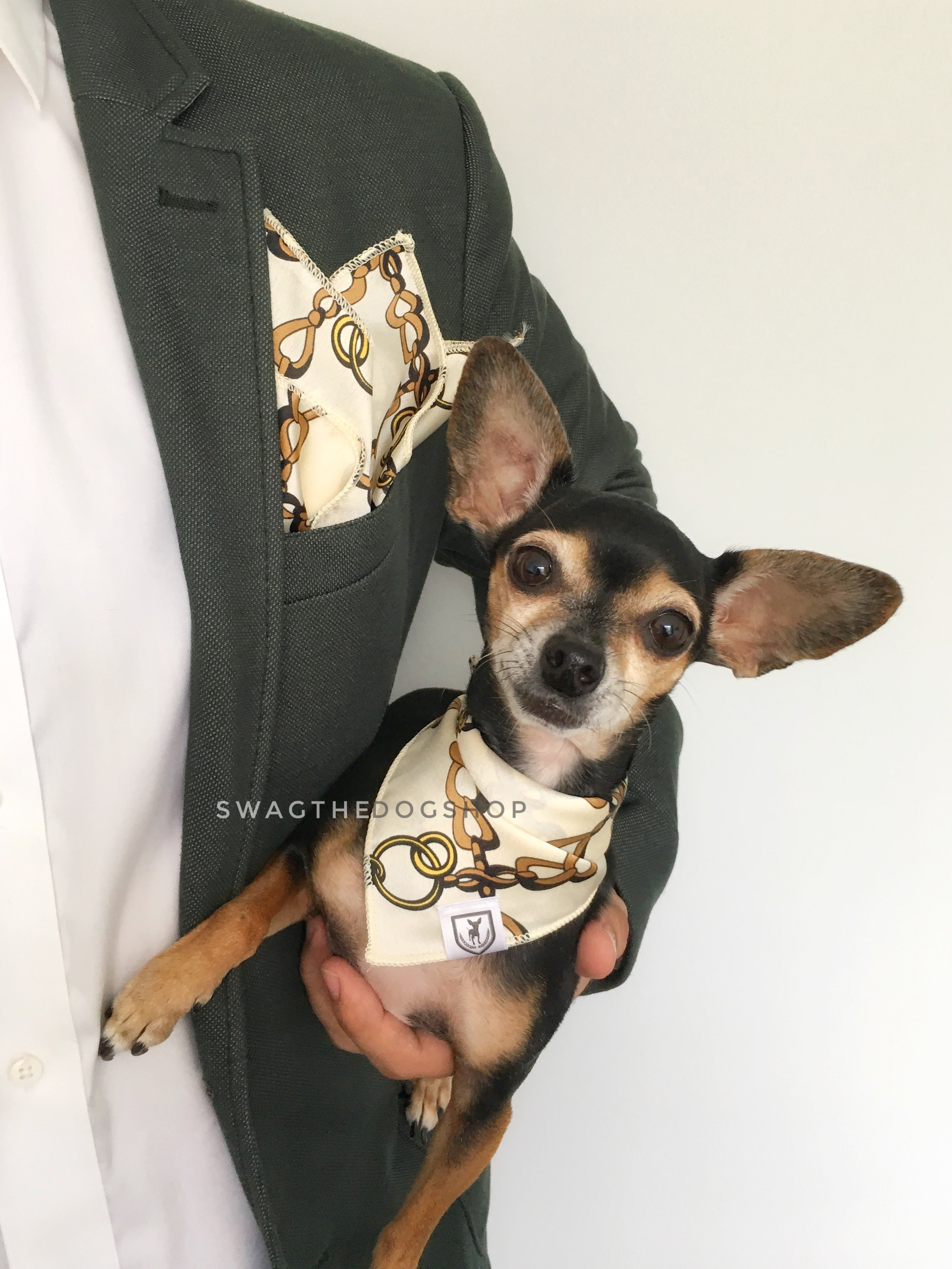 24K Vanilla Gold Swagdana Scarf - Man using Swagdana Scarf as Pocket Square in his Sports Jacket and Hugo, The Chihuahua Wearing Swagdana Scarf as Bandana. Dog Bandana. Dog Scarf