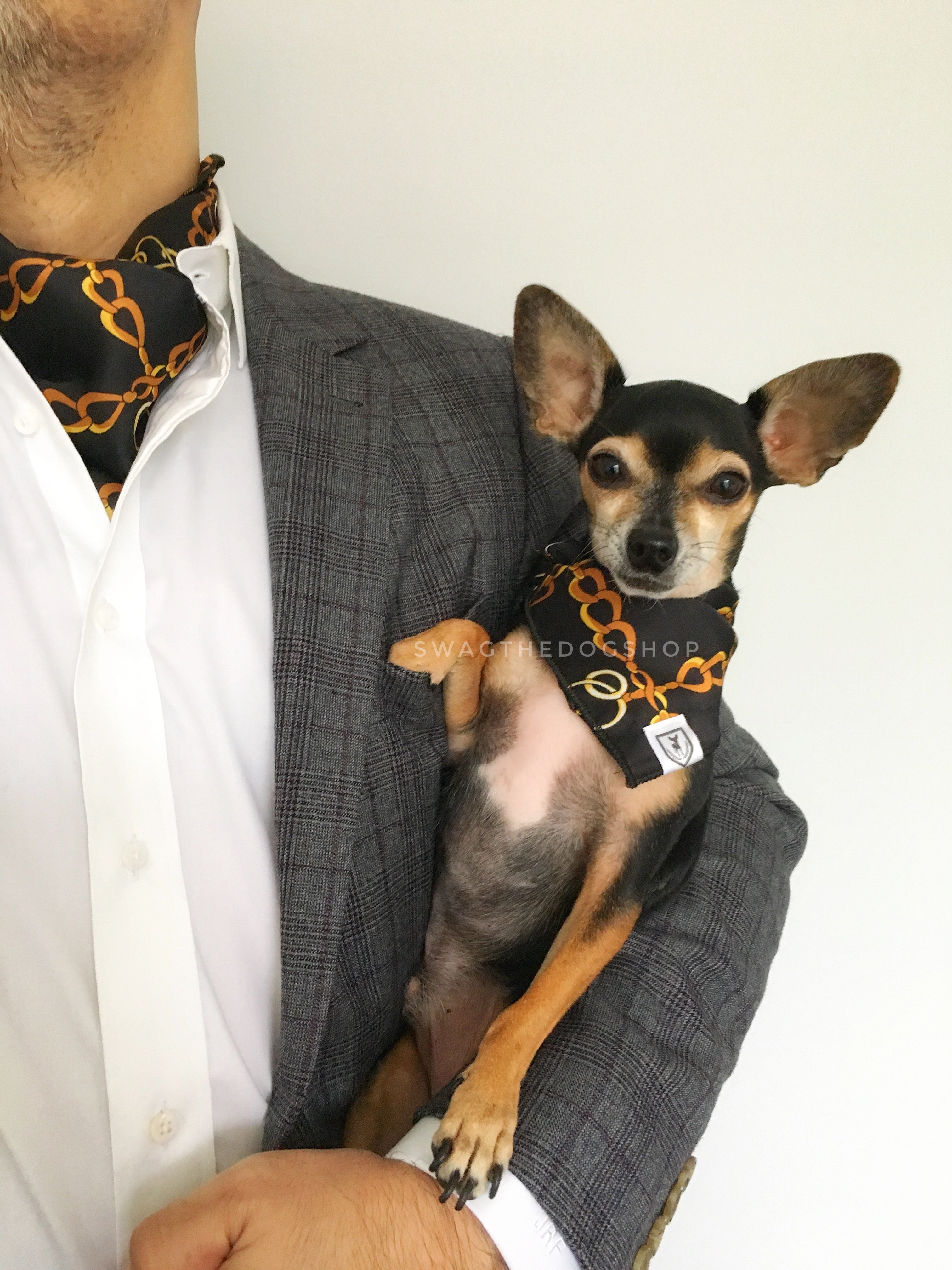 24K Black Gold Swagdana Scarf - Man using Swagdana Scarf as Cravat and Hugo, The Chihuahua Wearing Swagdana Scarf as Bandana. Dog Bandana. Dog Scarf