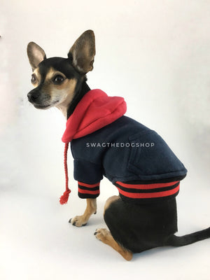 Parklife Navy and Red Sports Hoodie - Side and Back View of Cute Chihuahua Dog Wearing Hoodie. Navy and Red Sports Hoodie