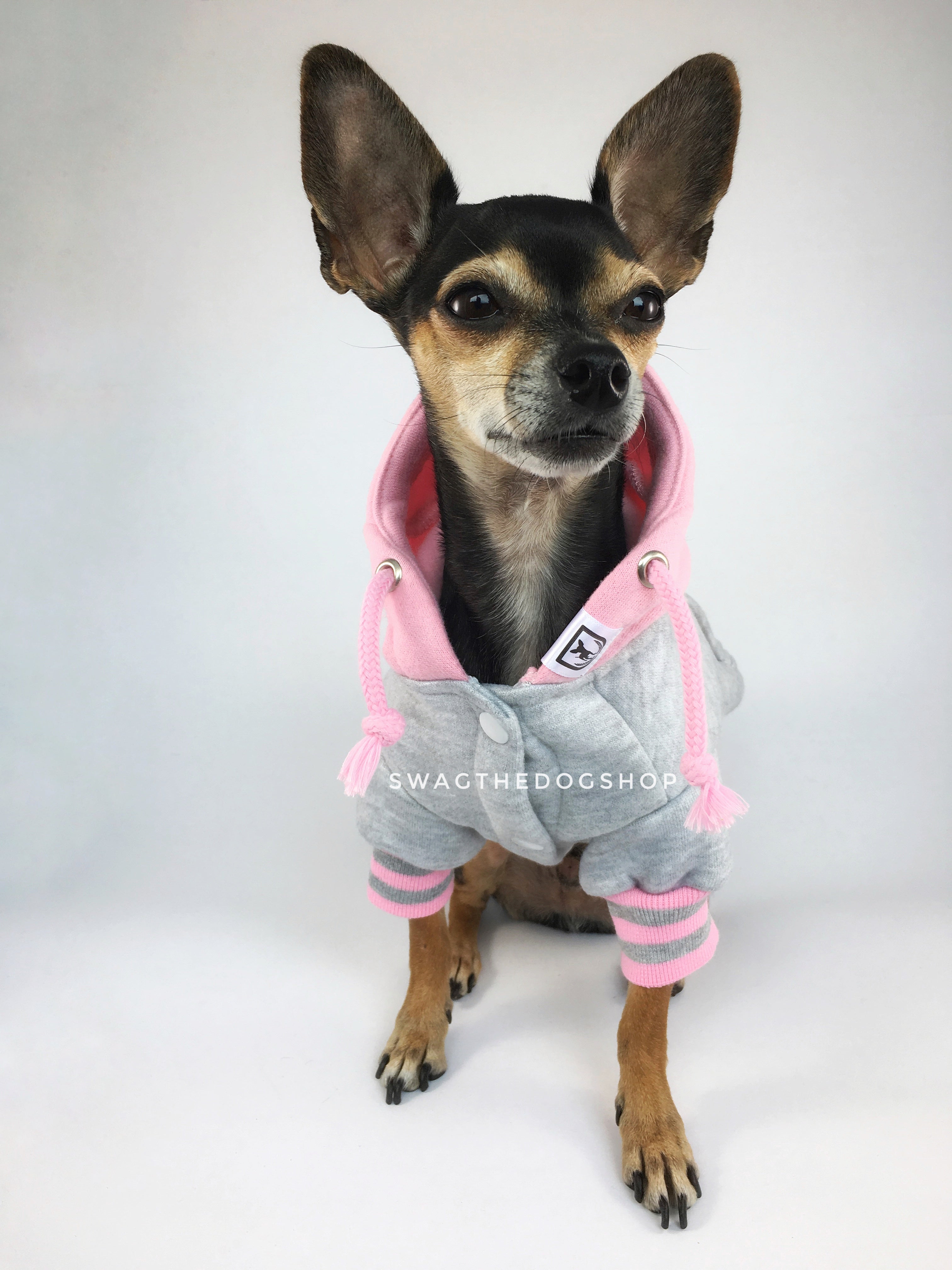 Parklife Pink and Gray Sports Hoodie - Full Front View of Cute Chihuahua Dog Wearing Hoodie. Pink and Gray Sports Hoodie