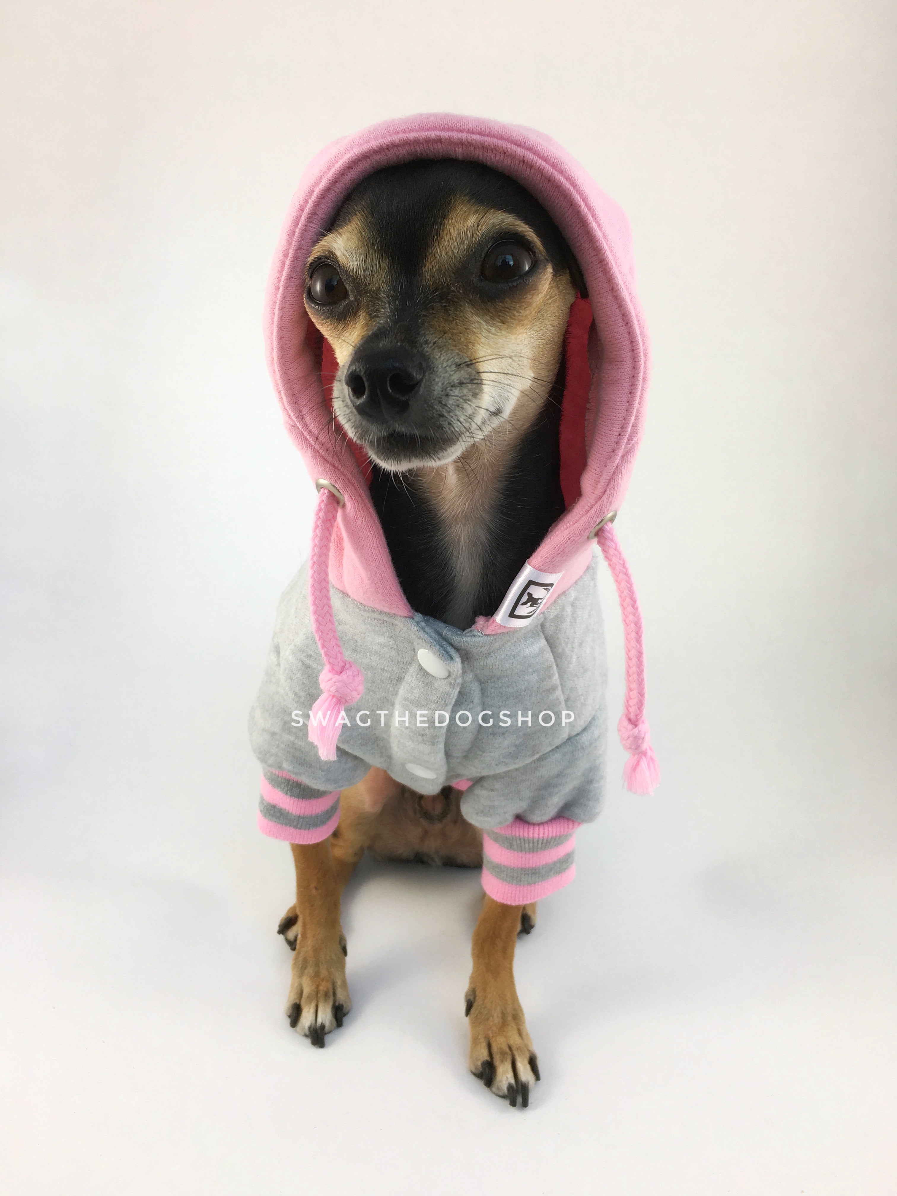 Parklife Pink and Gray Sports Hoodie - Front View of Cute Chihuahua Dog Wearing Hoodie with Hood Up. Pink and Gray Sports Hoodie