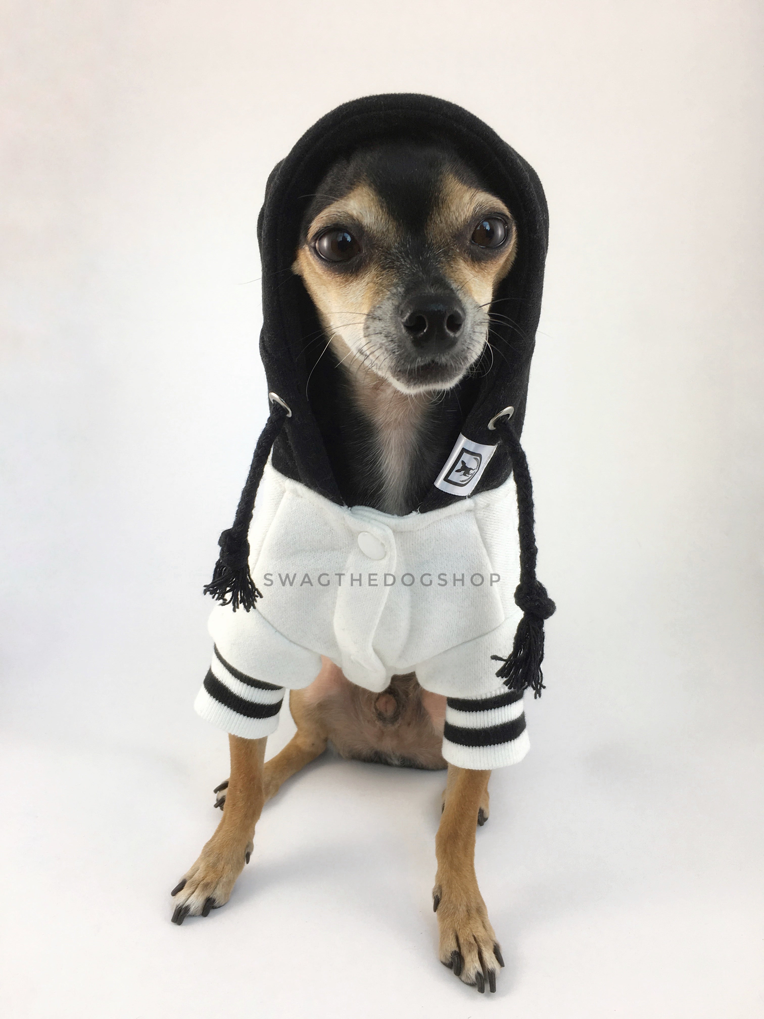 Parklife Black and White Sports Hoodie - Front View of Cute Chihuahua Dog Wearing Hoodie with Hood Up. Black and White Sports Hoodie