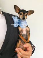 Polka Itty Bitty Powder Blue Swagdana Scarf - Man using Swagdana Scarf as Pocket Square in his Sports Jacket and Hugo, The Chihuahua Wearing Swagdana Scarf as Bandana. Dog Bandana. Dog Scarf