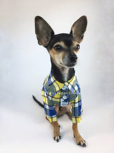 Royal Yellow Plaid Shirt - Full Front View of Cute Chihuahua Dog Wearing Shirt. Royal Blue and Yellow Plaid Shirt