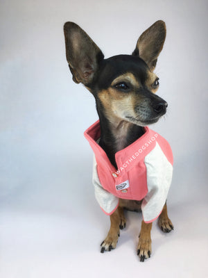 Surfside Salmon Pink Polo Shirt - Full Front View of Cute Chihuahua Dog Wearing Shirt. Salmon Pink with Light Gray Sleeves Polo Shirt