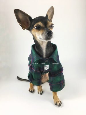 True North Green Plaid Shirt - Full Front View of Cute Chihuahua Dog Wearing Shirt. Green Plaid Shirt
