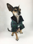 True North Green Plaid Shirt - Full Front View of Cute Chihuahua Dog Wearing Shirt with Sleeves Rolled Up. Green Plaid Shirt