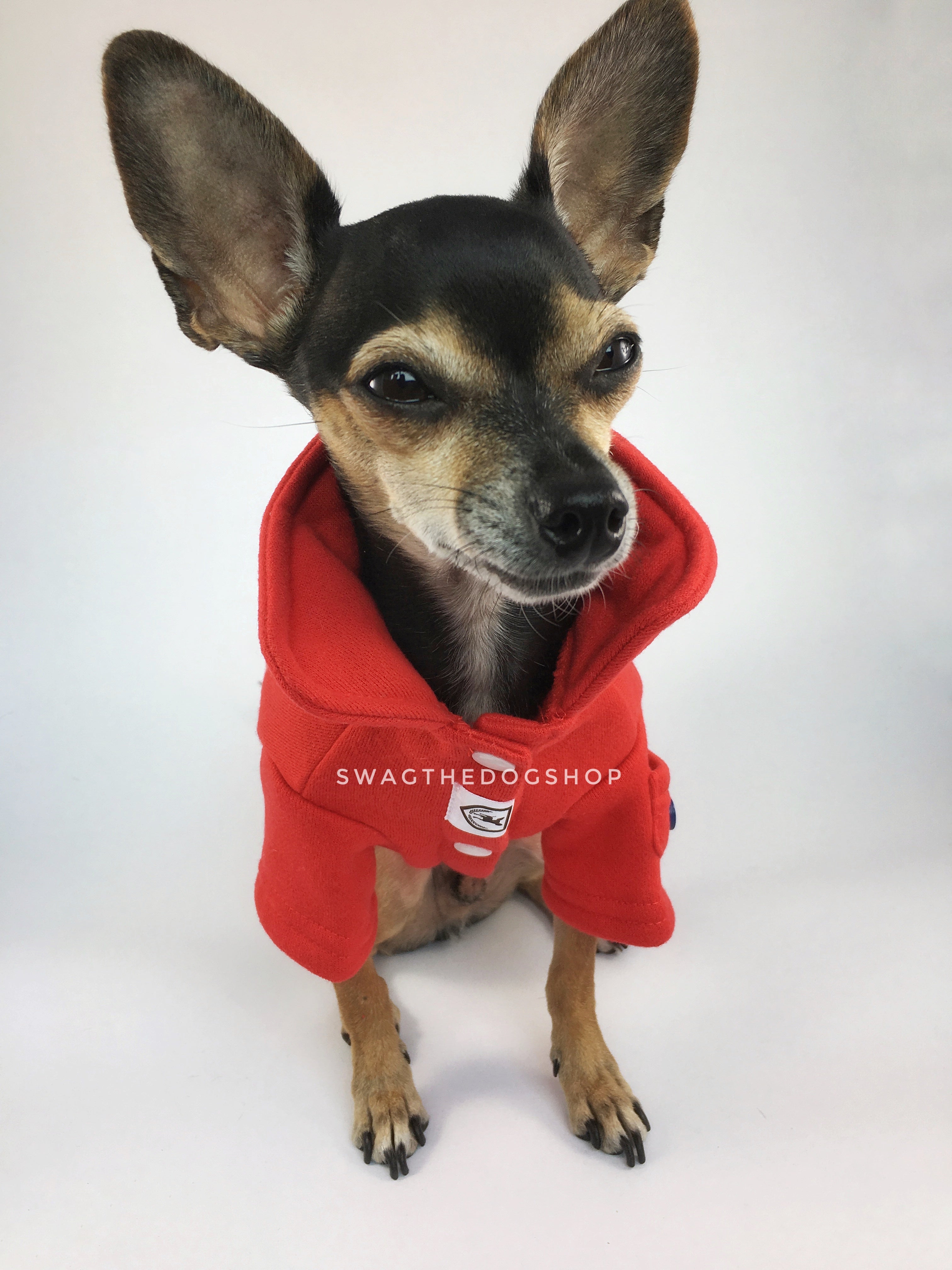 Yachtsman Red Shirt - Full Front View of Cute Chihuahua Dog Wearing Shirt with Collar Up. Red Shirt with Fleece Inside