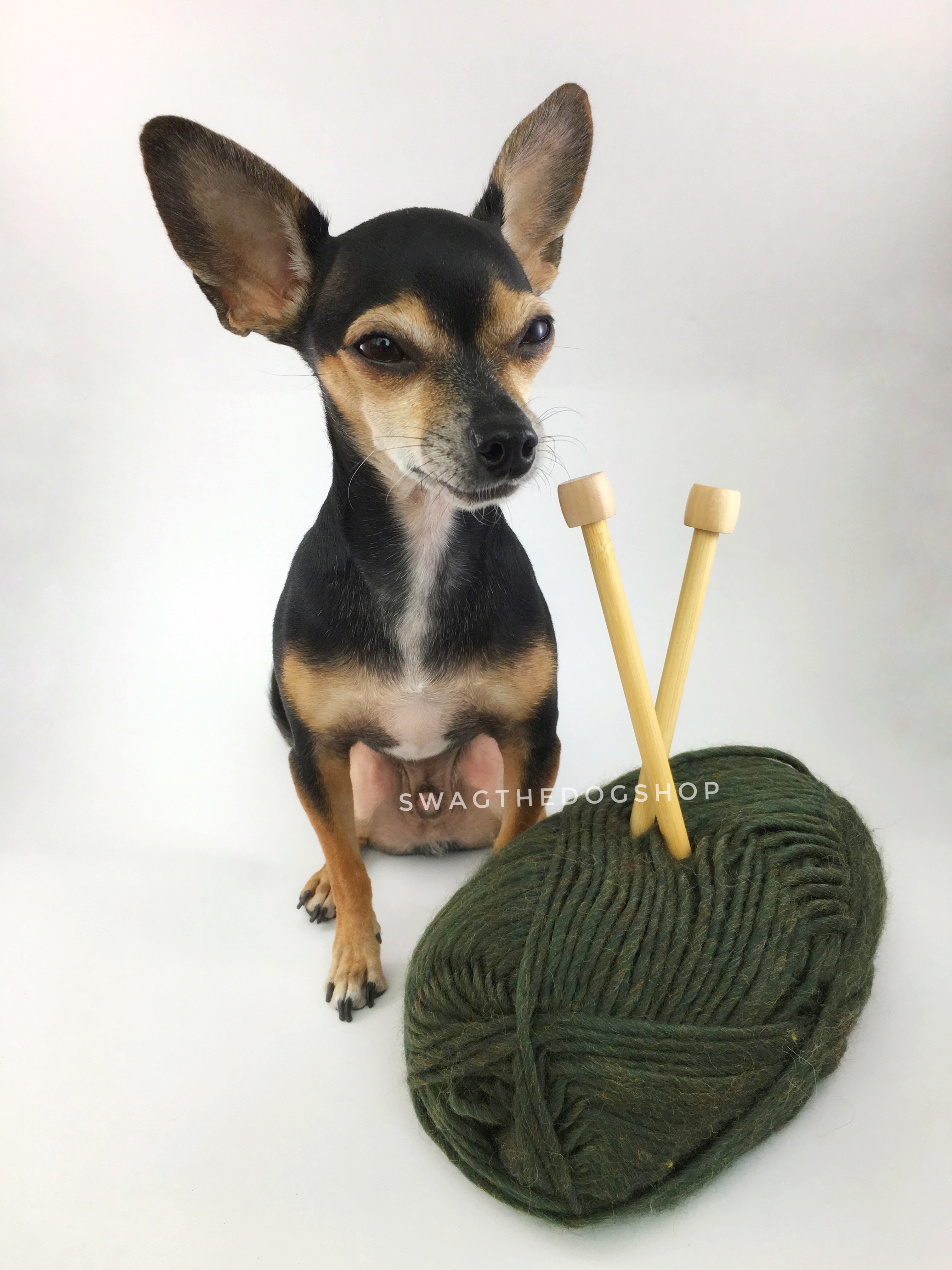Army Green Swagsnood - Yarn View with Cute Chihuahua Dog. Army Green Color Dog Snood with Accent Button