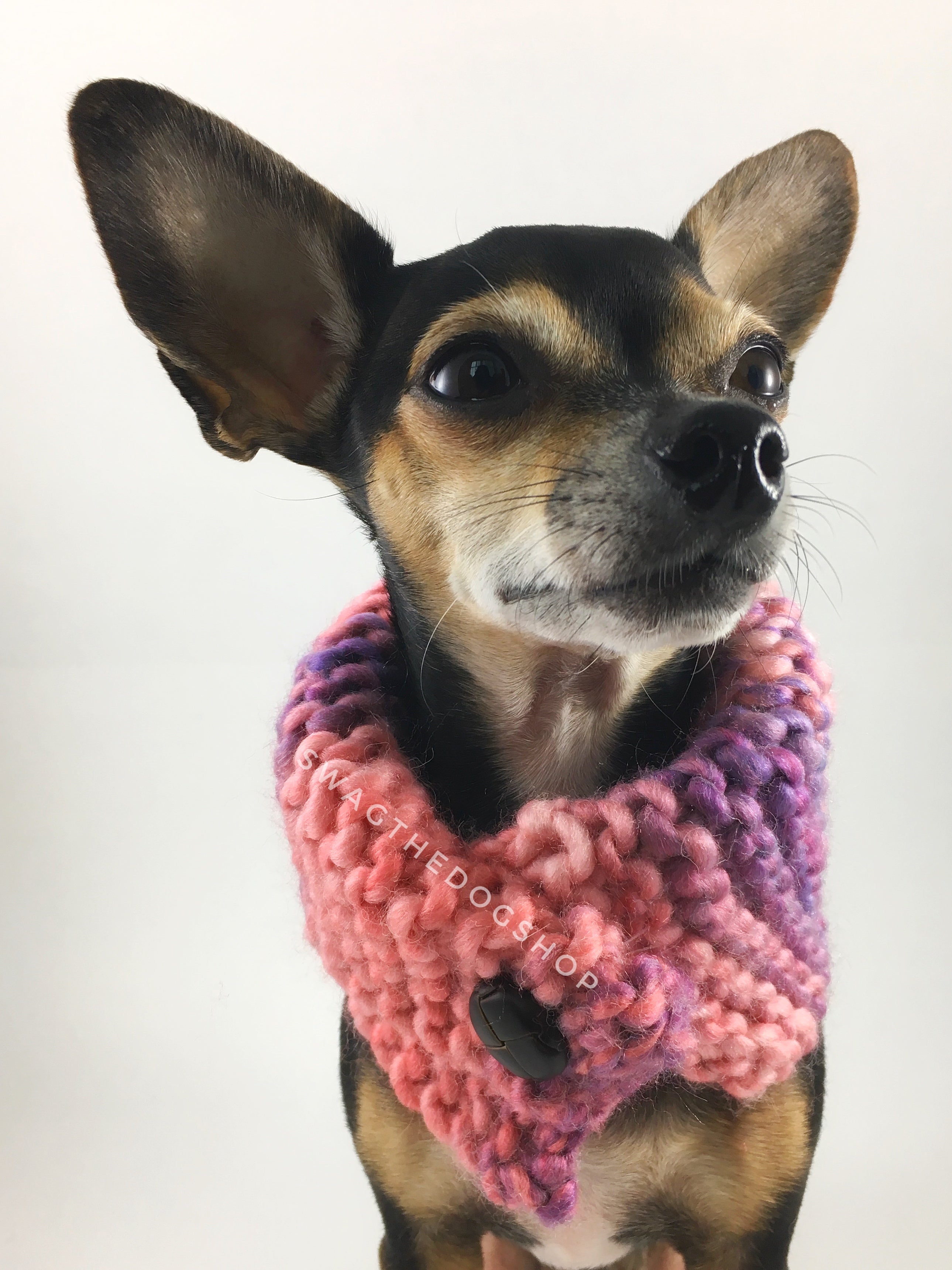 Cotton Candy Swagsnood - Close Up View of Cute Chihuahua Dog Wearing Mixed Color of Pink, Purple and Salmon Pink Dog Snood with Accent Button