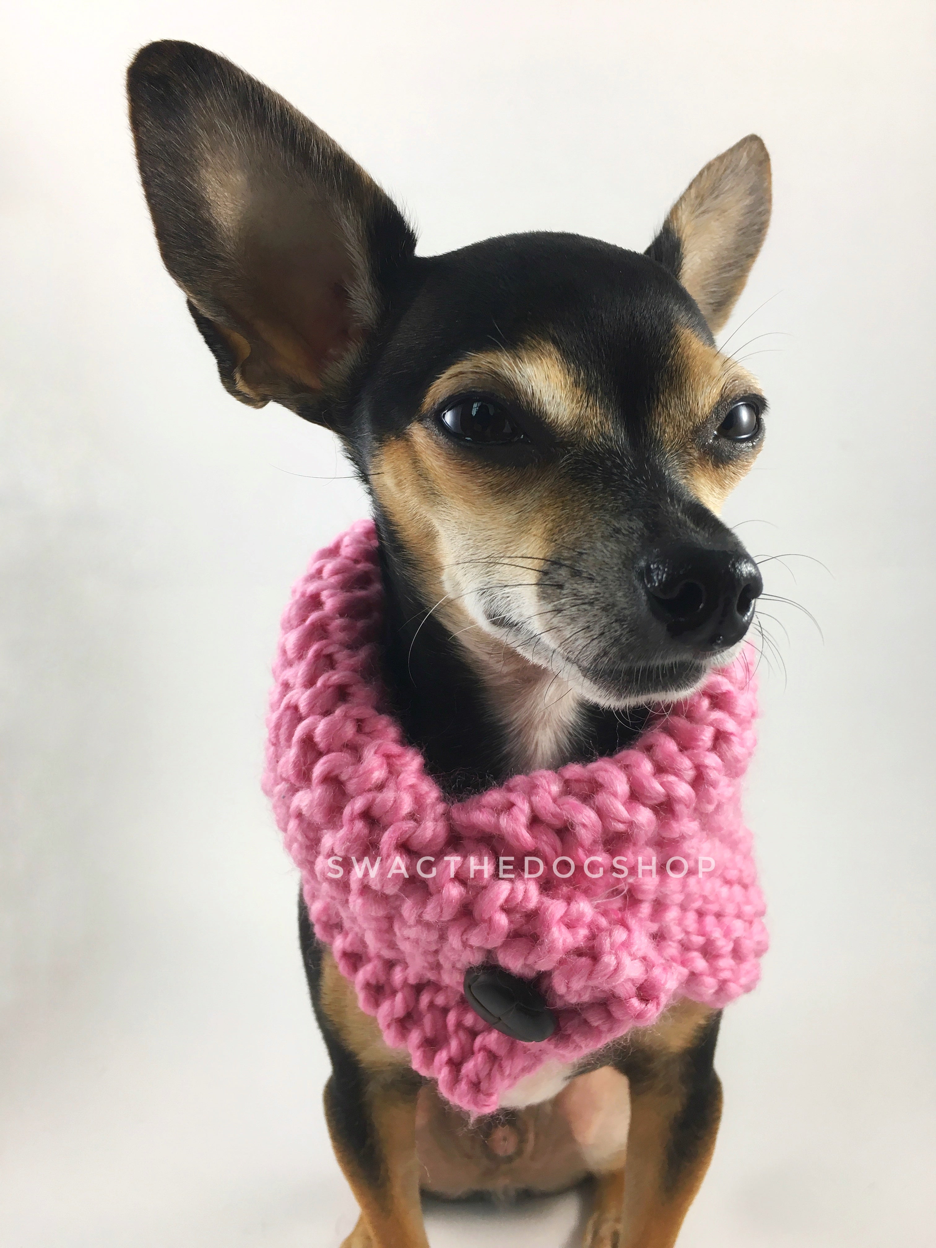 Pink Enough Swagsnood - Close Up View of Cute Chihuahua Dog Wearing Pink Color Dog Snood with Accent Button