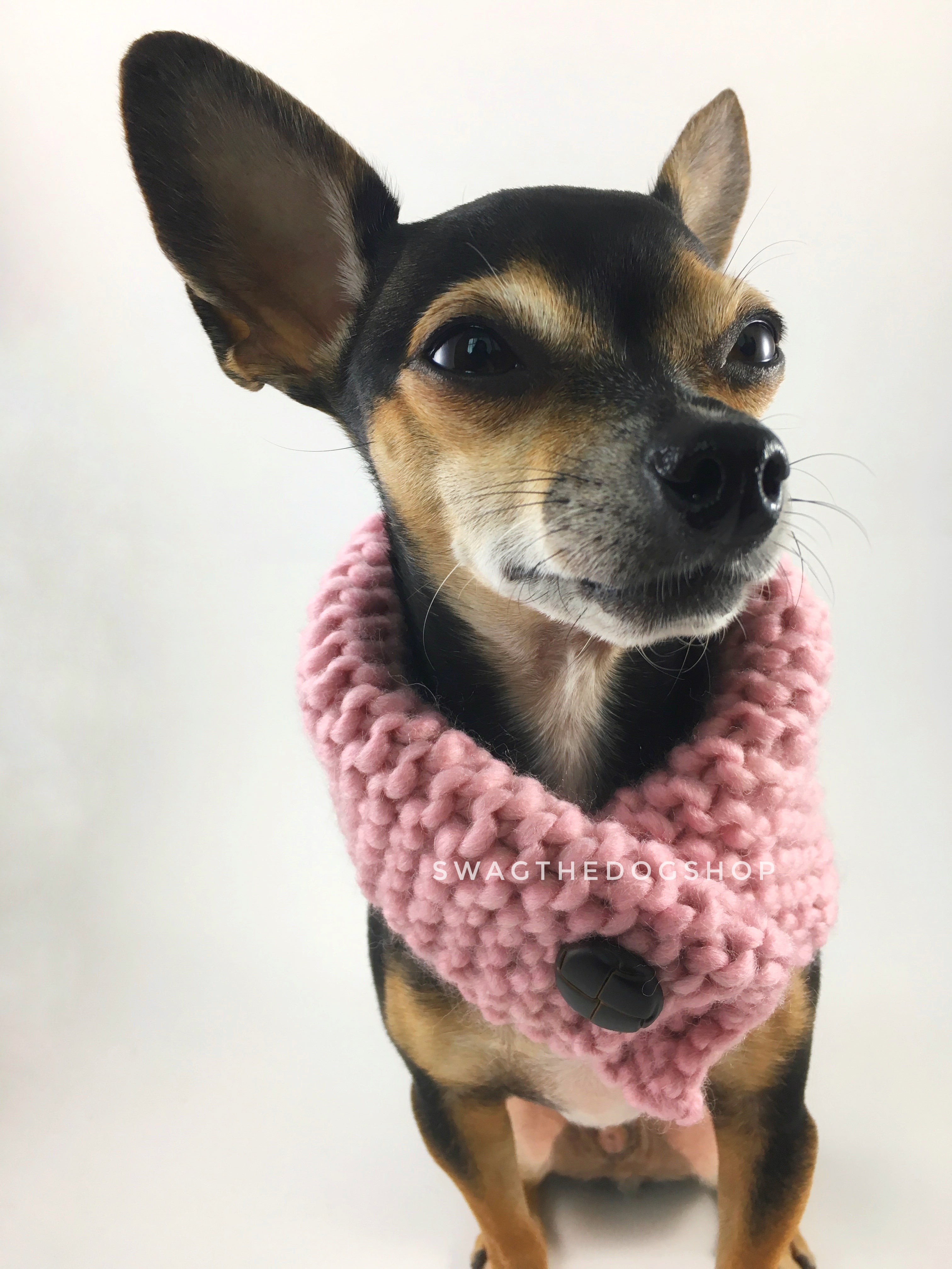 Rosewater Swagsnood - Close Up View of Cute Chihuahua Dog Wearing Dusty Rose Pink Color Dog Snood with Accent Button