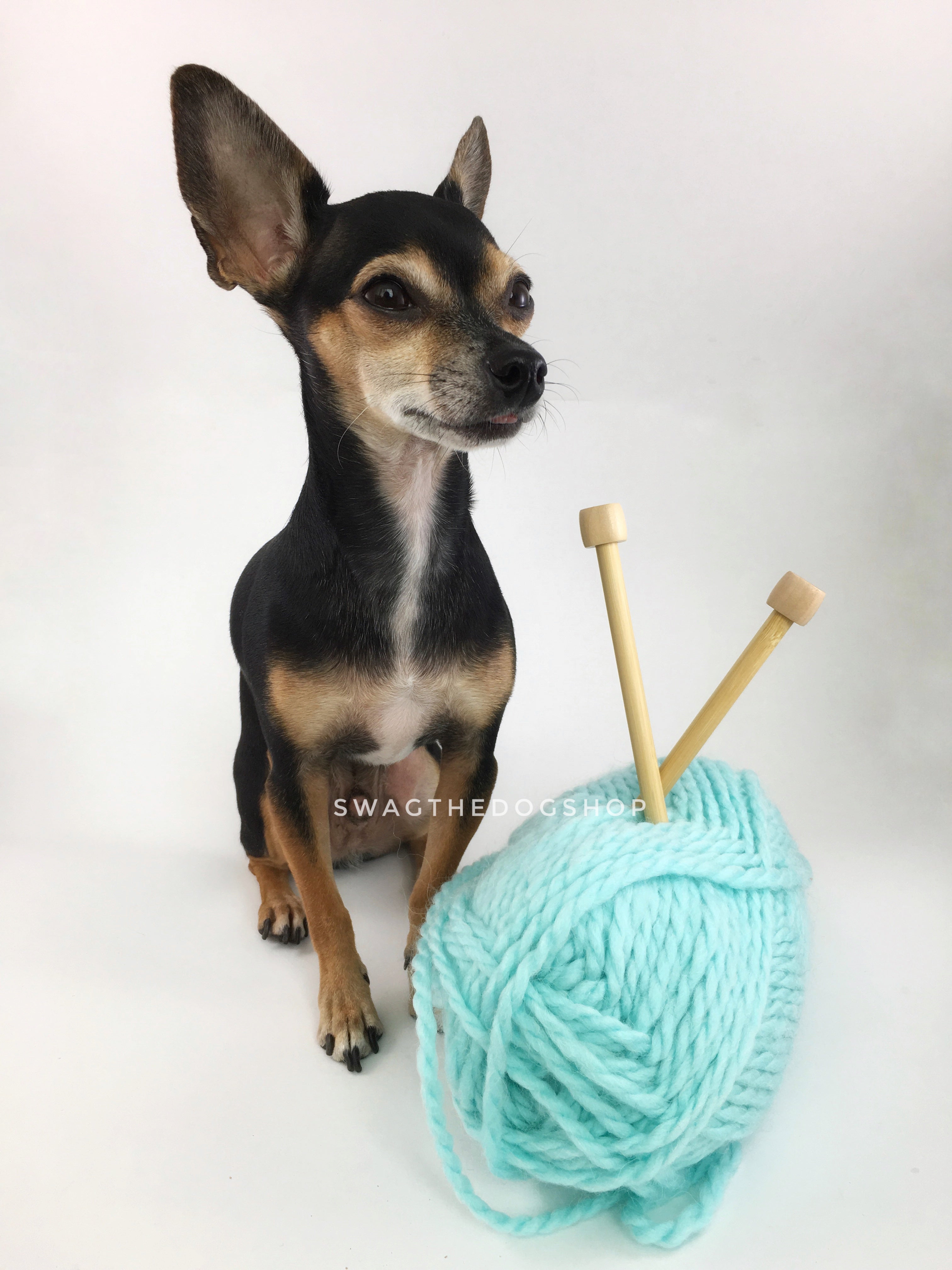 Turquoise Swagsnood - Yarn with Cute Chihuahua Dog. Turquoise Color Alpaca Yarn Dog Snood with Accent Button